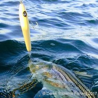 3 Time Tested Methods for Catching Big Striped Bass on Artificials -  Striper Life