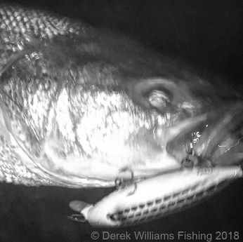 3 Time Tested Methods for Catching Big Striped Bass on Artificials